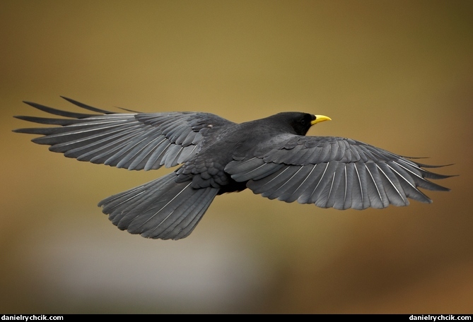 Bird over Axalp shooting range