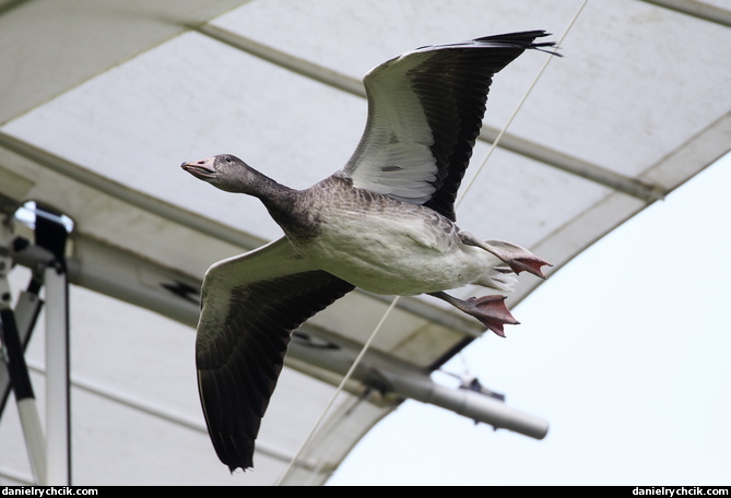 Goose flying with Christian Moulec