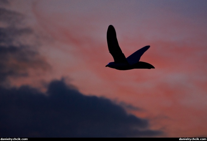 Demonstration of mechanical bird